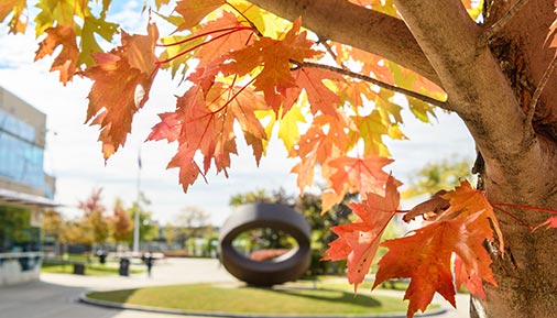 Orange and yellow leaves on a trees with campus in background